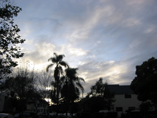 [sunset beyond palm trees near USC]