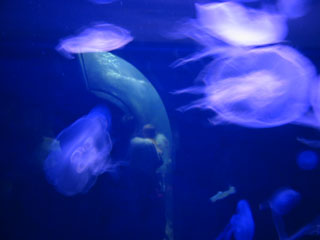[iridescent jellyfish]